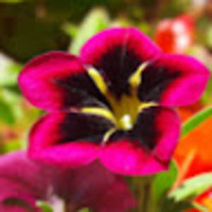 Meet your Posher, Bagels&blacktea